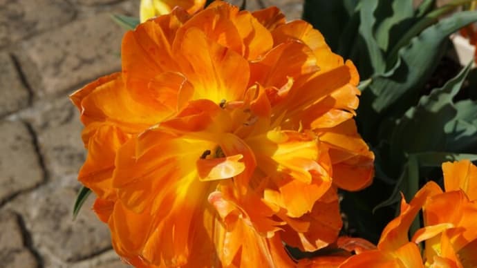 アンデルセン公園の華花:春②