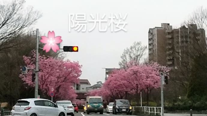 桜の季節は2種類で満喫|ソメイヨシノと陽光桜を見に行ってきた