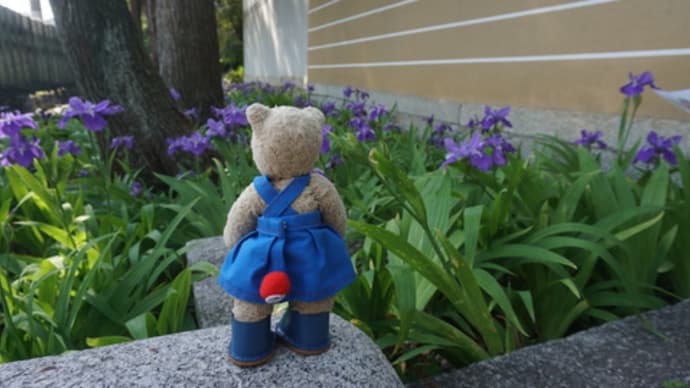 イチハツの花が咲く「御霊神社」、新緑が美しい「法然院」。5月のお散歩の楽しさ