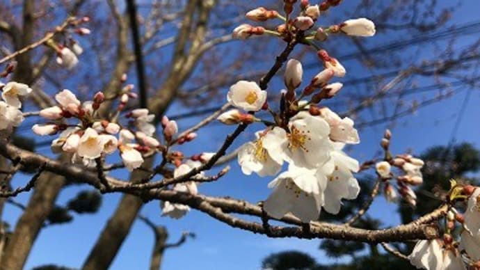 庭のひょうたん桜でお花見気分@高松