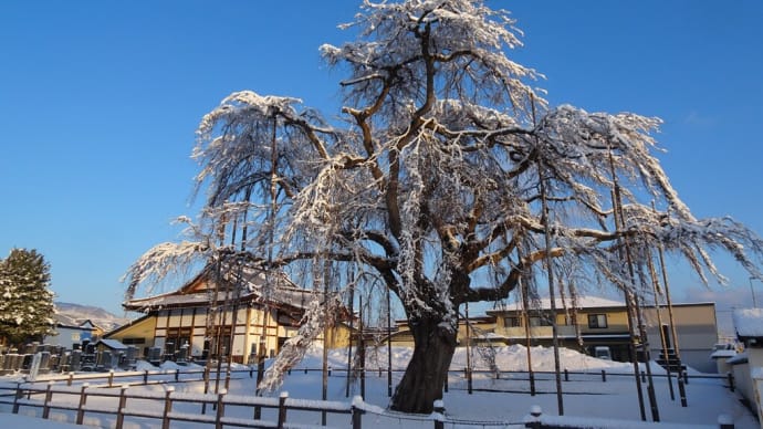 法亀寺の名残雪化粧・しだれ桜 ⓲ふるさと散歩