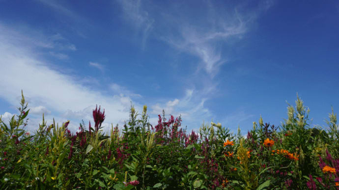 久しぶりのお花の登場