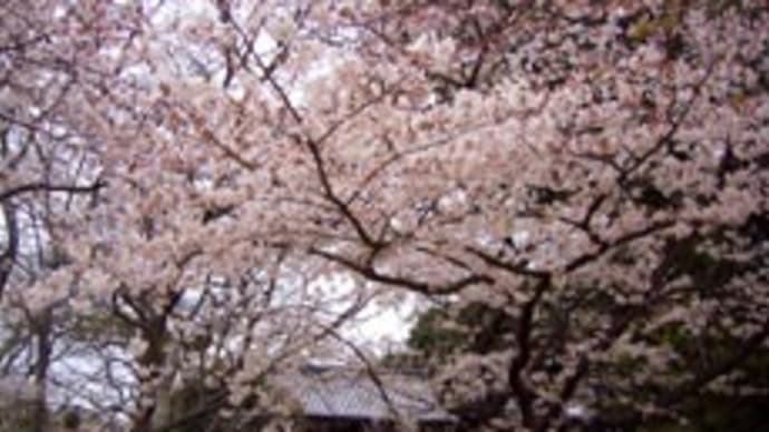 舞鶴公園 桜見サイクリング！