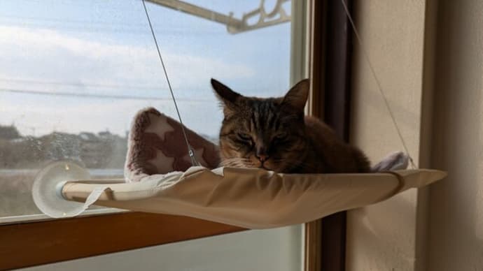 猫に学ぶ?本能、習性…