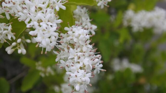 花散歩 プリペット、ユスラウメの実、その他