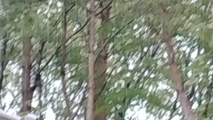 雨の天気です