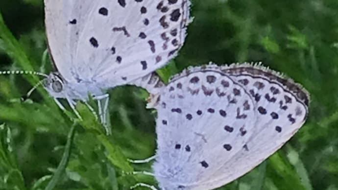 チョウは良いけど毛虫は嫌い