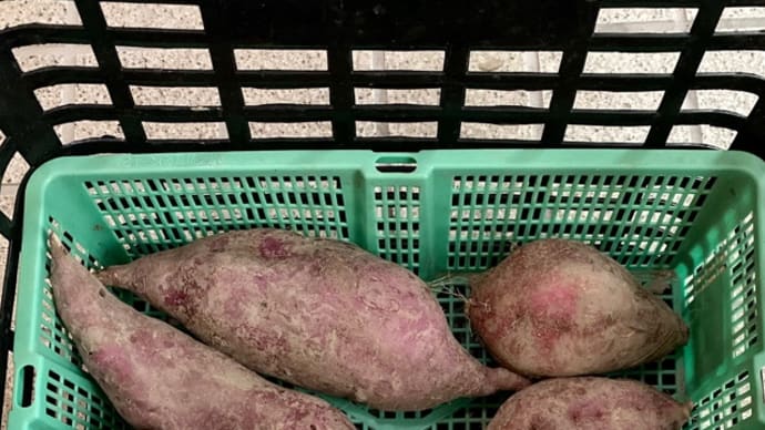 今年初の畑のサツマイモ (追記、10月13日はさつまいもの日)
