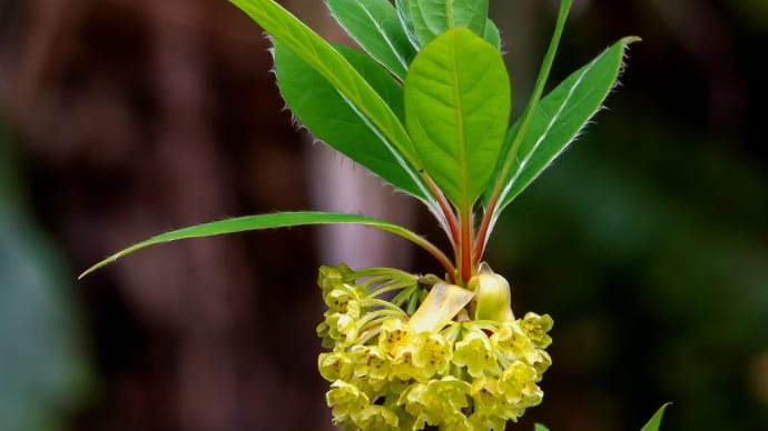 山野草 春の心は のどけからまし 1