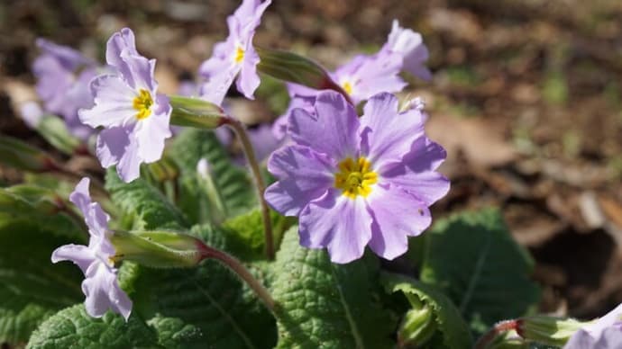 冬～春の花：プリムラ・ブルガリス・シブソルピ