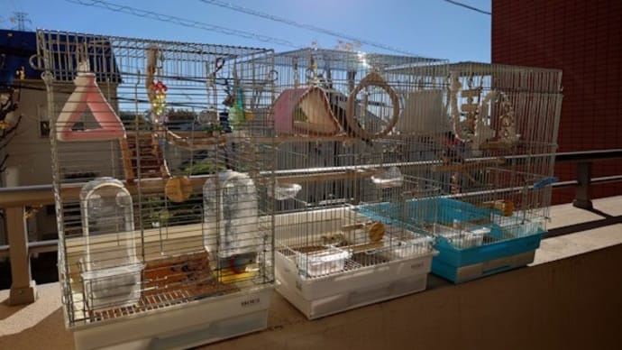 鳥友さんとランチ、そしてロピアへ