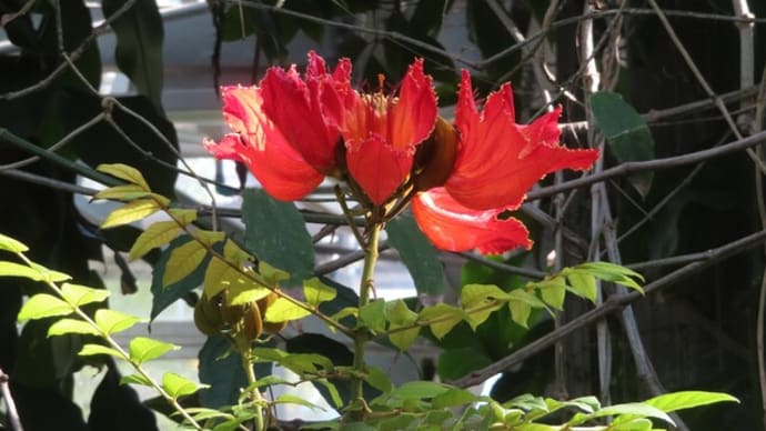 熱帯花木室の花たち~咲くやこの花館(2)