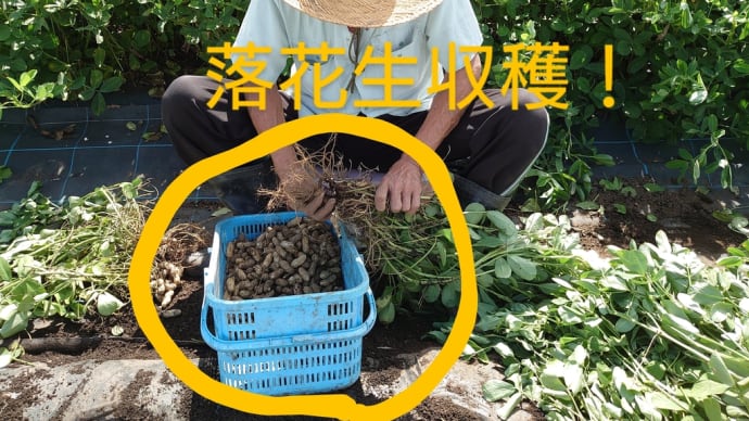 地場産落花生、高橋さん畑!収穫始まりました☆