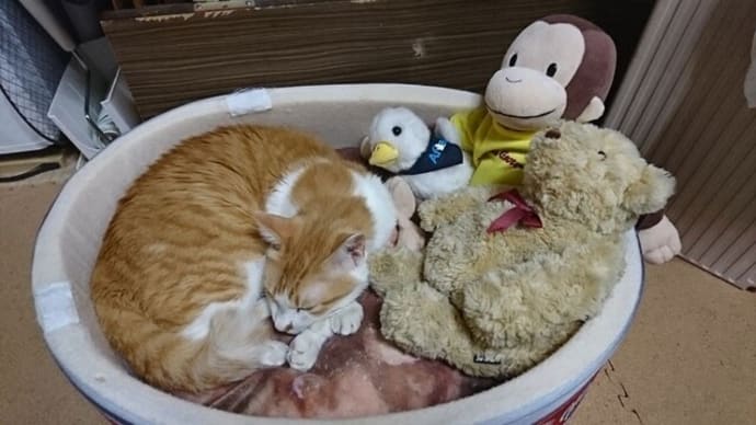 10月5日(火) 猫の麦とごまの日常日記