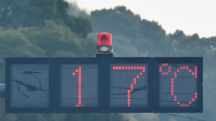 16.9℃の中で羽化するルリモンジャノメ
