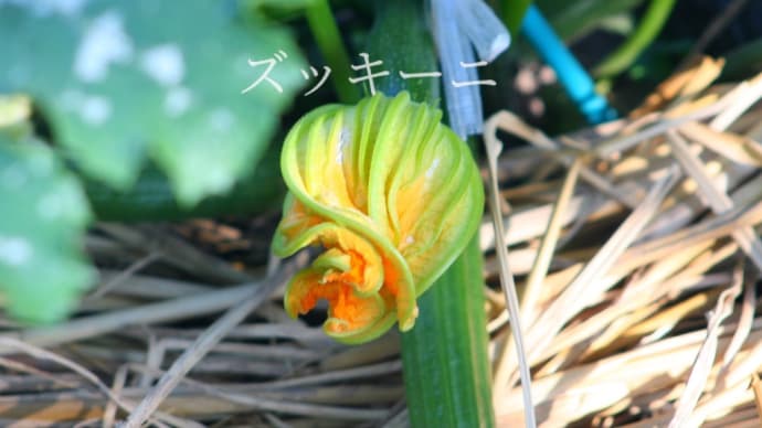夏野菜の花① 2024.5.22