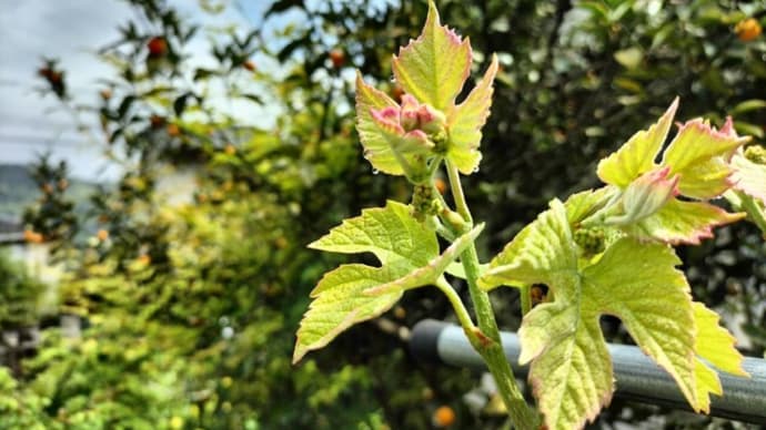 葡萄に花芽がついた。