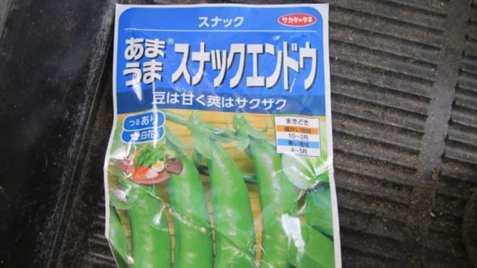 10月30日・スナックエンドウ播種!
