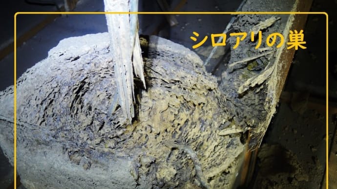 シロアリの秘密基地 天井裏のシロアリの巣 撮影/大脇シロアリ/Japan Kagoshima Izumi CityOwaki termite