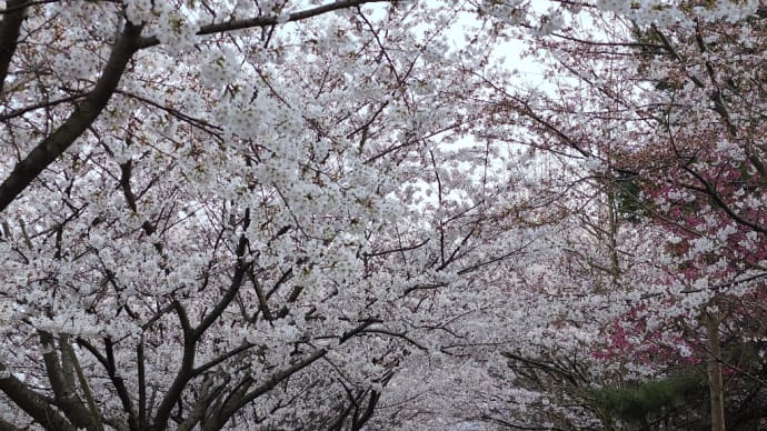 山田工業団地の桜