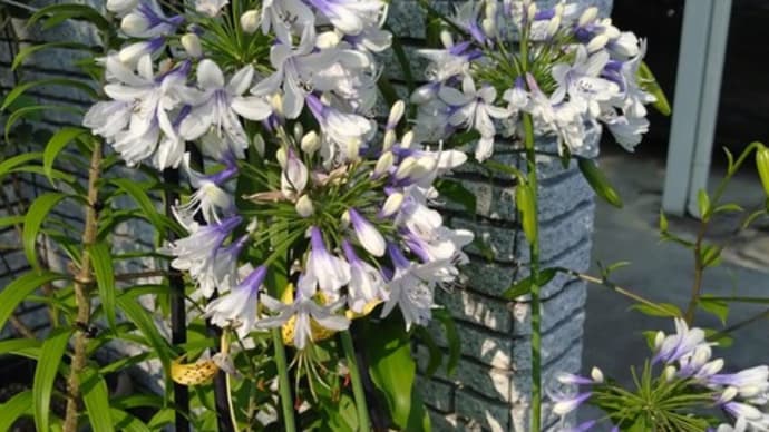 7月中旬の庭の花