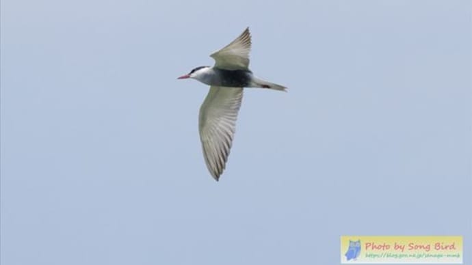 クロハラアジサシの飛翔