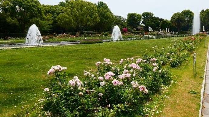 須磨離宮公園 バラ