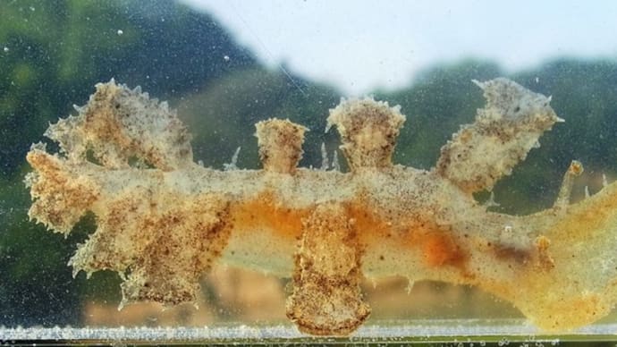 ムカデメリベかな?:アマモ場ガサに誘われて③