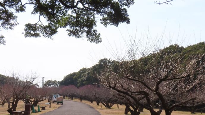 宮崎市・市民の森 梅園と無人販売