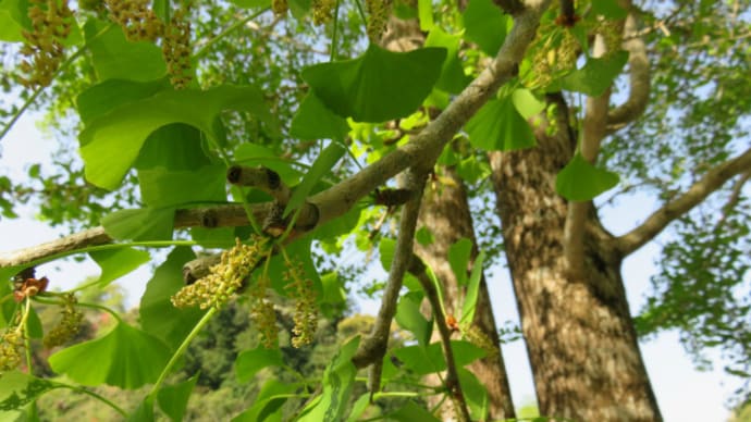 Ginkgo biloba tree