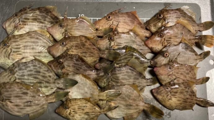 西浦漁港でカワハギ釣り グッドです