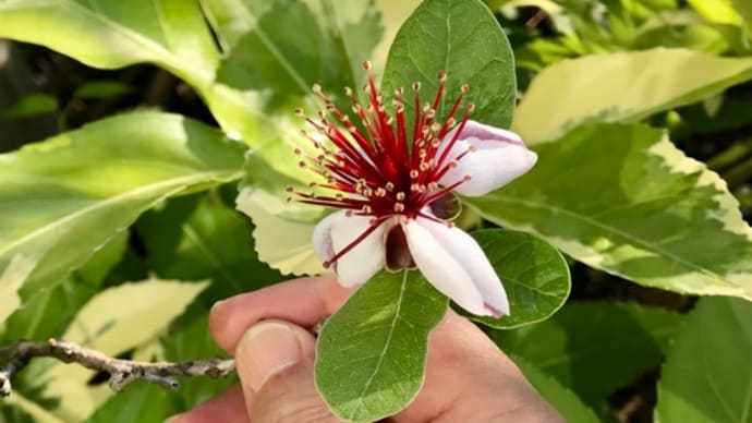 Today, my flower photography