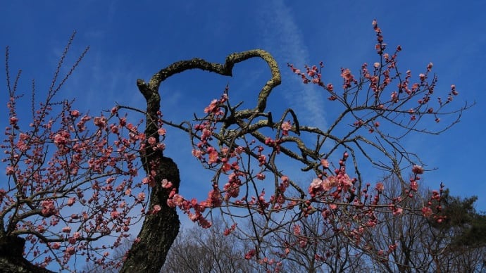 森林公園を楽しむNo36 梅の専門家ガイド その2