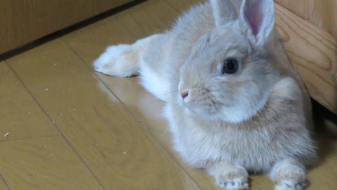 うさぎ学長!わちゃまる君!(その73)眼精疲労、わちゃまる君