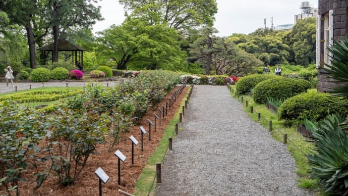 旧古河庭園のバラ(2024年4月)
