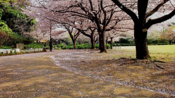 桜レポート(湘南、福島県塙町)〈英訳付〉