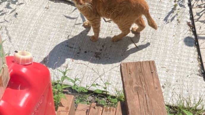 久しぶりの外仕事