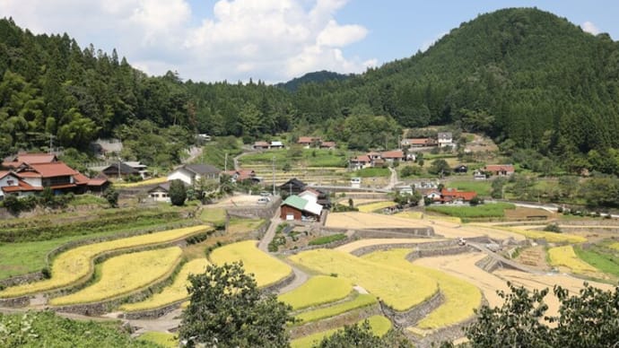 風にたなびく黄金色の稲穂が…!