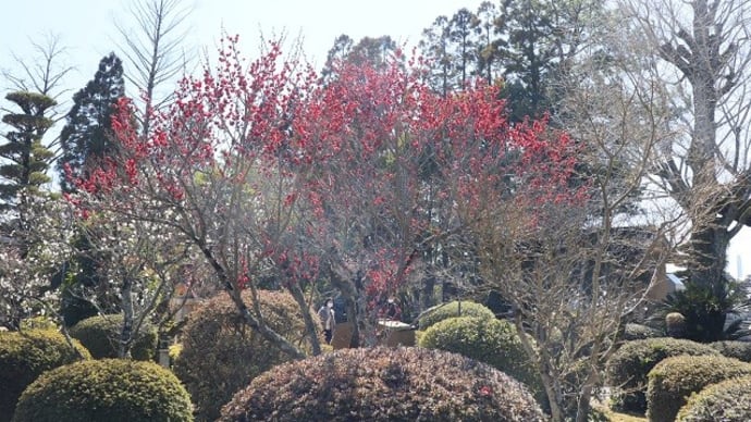急に暖かくなりました ３月６日撮影の　龍福寺・ウメ です　●～*