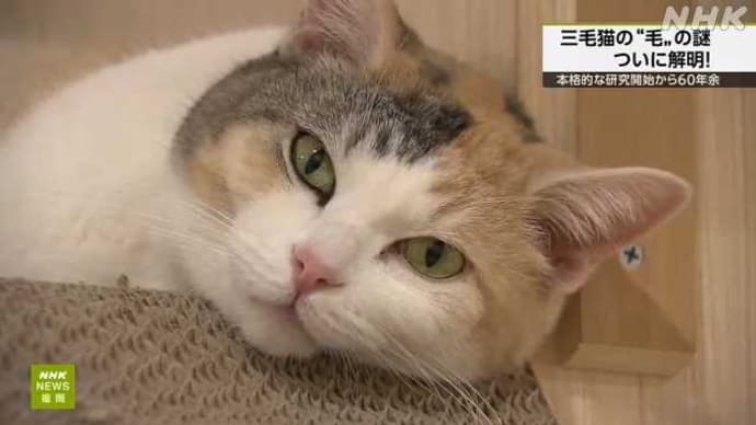 三毛猫の毛の色と性別の因果関係が判明‼️オォォーーー!! w(゚ロ゚;w(゚ロ゚)w;゚ロ゚)w オォォーーー!!