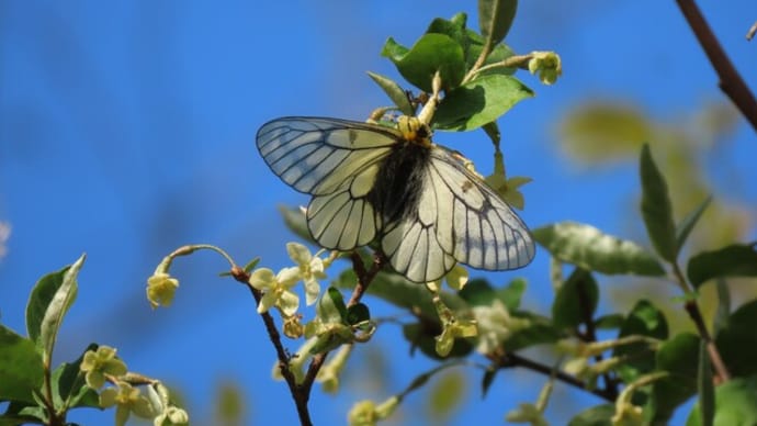 ウスバシロチョウ🦋イトトンボ