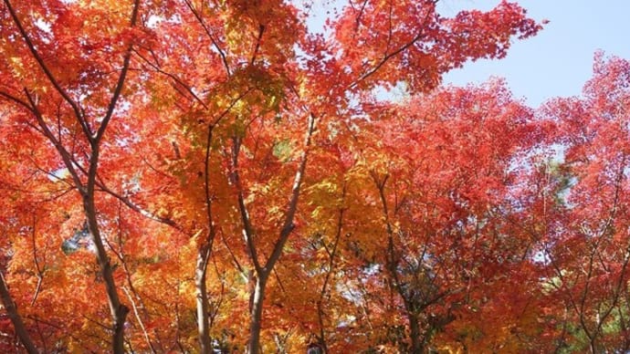 伊勢市「神宮徴古館」の紅葉見てきました~(^^) 2023