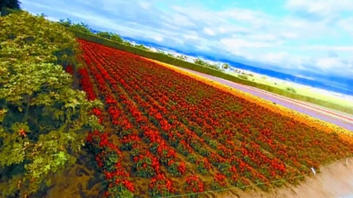 「ファーム富田」