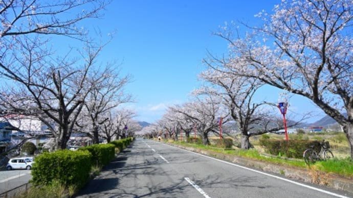 姫路市 市川沿い 桜 '25