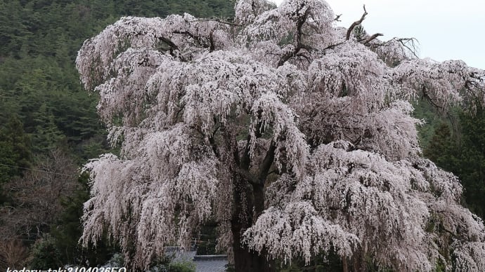 安曇野の一本桜