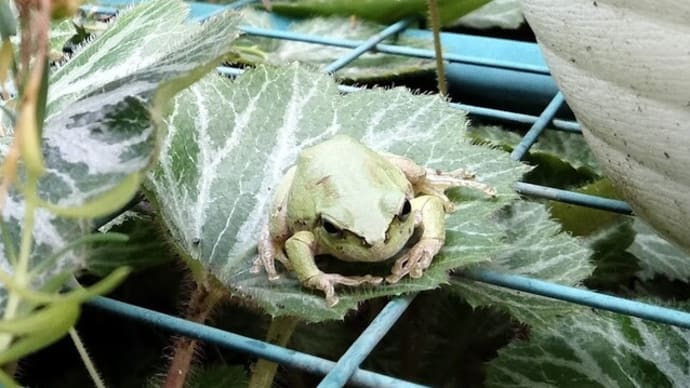 ピョコちゃん? ちょっと太った? & ローズゼラニューム