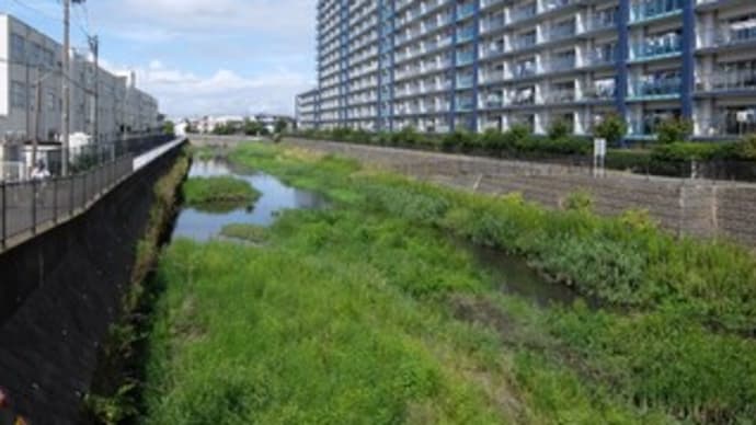 2024神奈川河川ポタリング『千ノ川』③河口の小出川との合流点へ