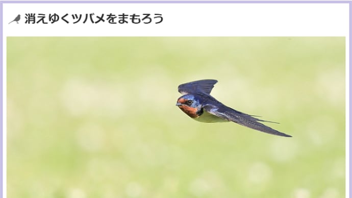 昨日、なぜか続いたトリバナ