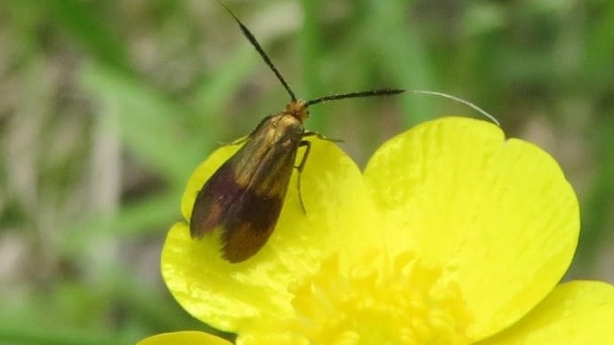 ヒゲナガはヒゲナガでも、蛾ですから~!