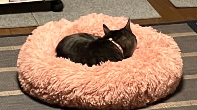 猫の方が強い